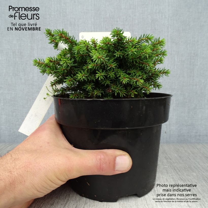 Exemplar von Picea abies Little Gem Topf mit 2L/3L wie im Herbst geliefert
