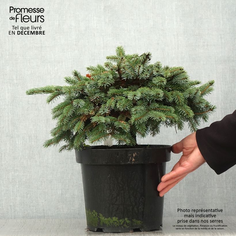 Exemplar von Picea mariana Machala Topf mit 4L/5L wie im Herbst geliefert