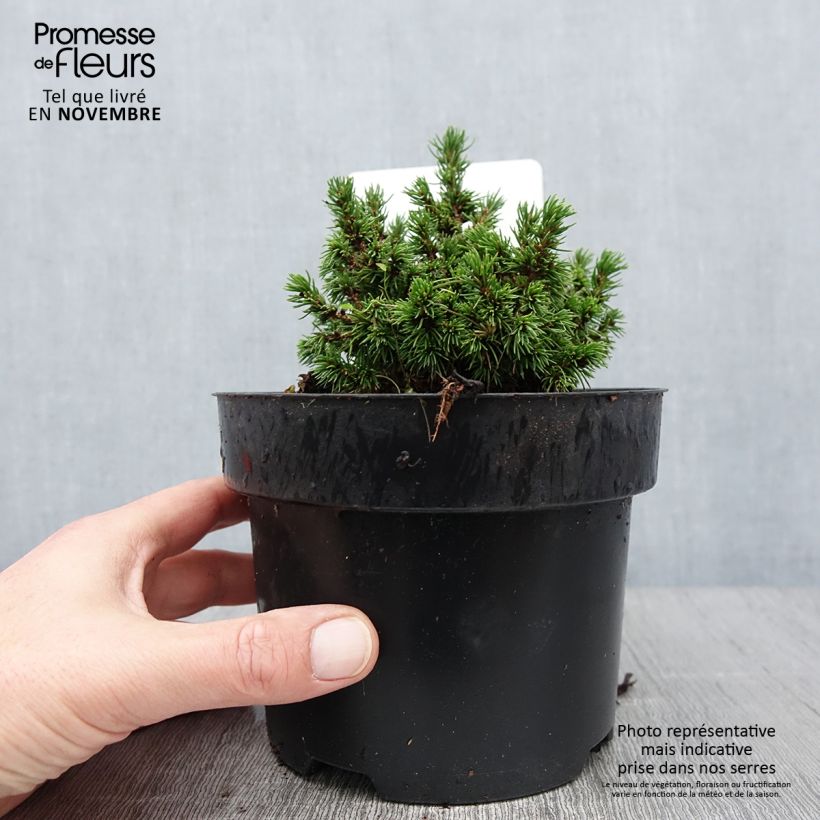 Exemplar von Picea abies Jalako Gold Topf mit 2L/3L wie im Herbst geliefert