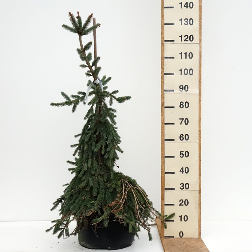 Exemplar von Picea abies Inversa Stück wie im Herbst geliefert