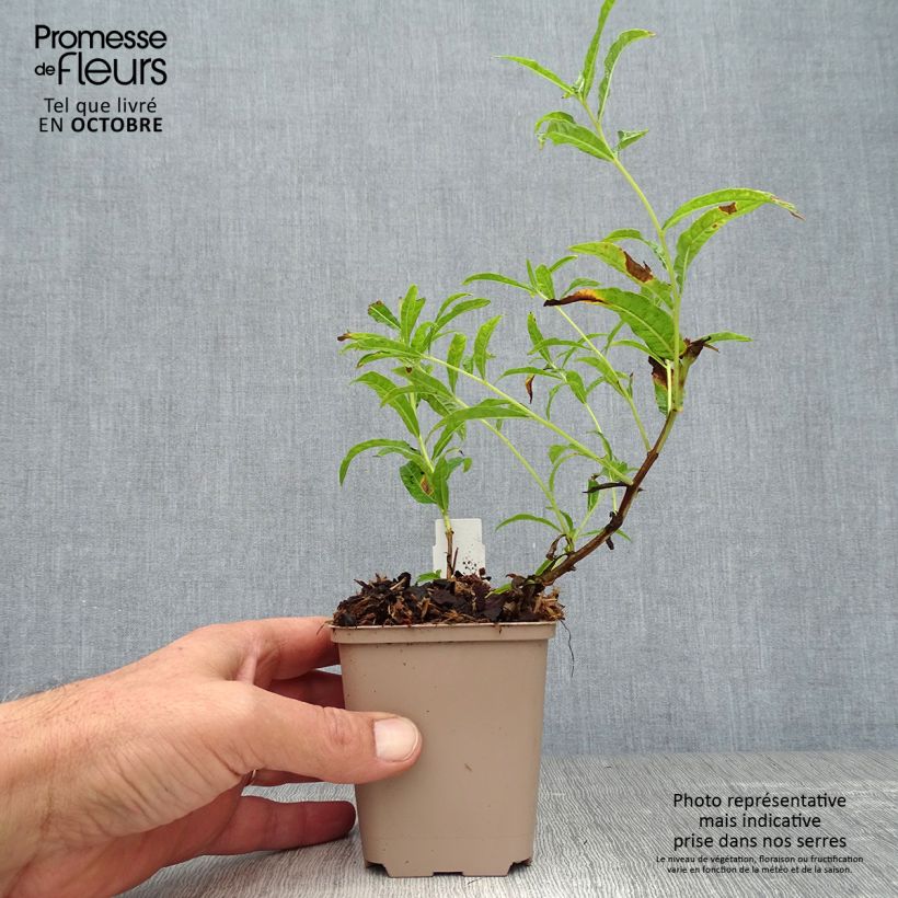Exemplar von Epilobium angustifolium Album - Schmalblättriges Weidenröschen Kleine Töpfe von 8/9 cm wie im Herbst geliefert