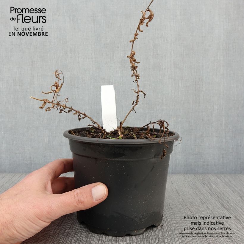 Exemplar von Epilobium angustifolium Album - Schmalblättriges Weidenröschen Topf mit 2L/3L wie im Herbst geliefert