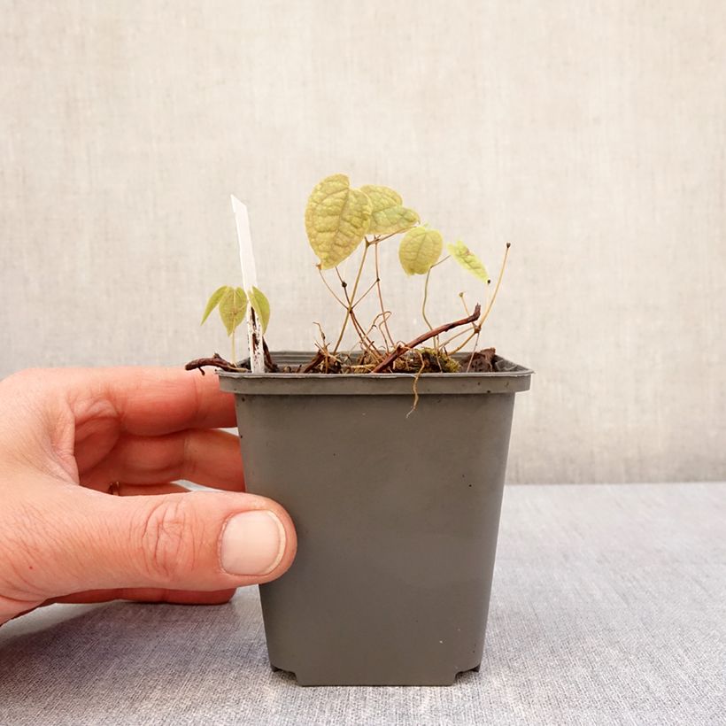 Exemplar von Epimedium brachyrrhizum - Elfenblume Kleine Töpfe von 8/9 cm wie im Frühjahr geliefert