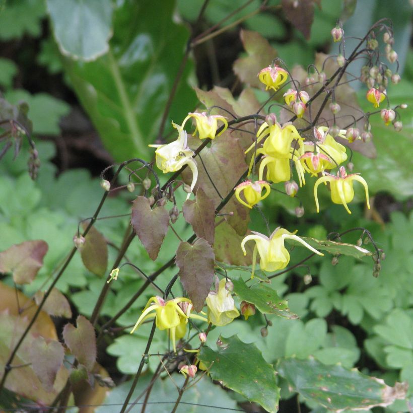 Epimedium davidii - Elfenblume (Hafen)