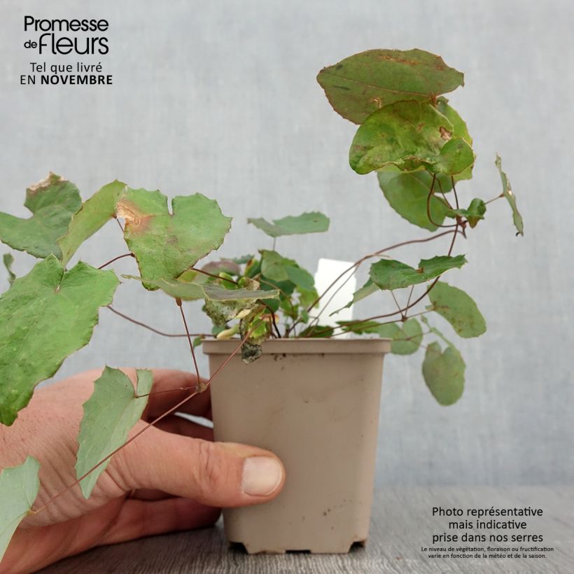 Exemplar von Epimedium davidii - Elfenblume Kleine Töpfe von 8/9 cm wie im Herbst geliefert