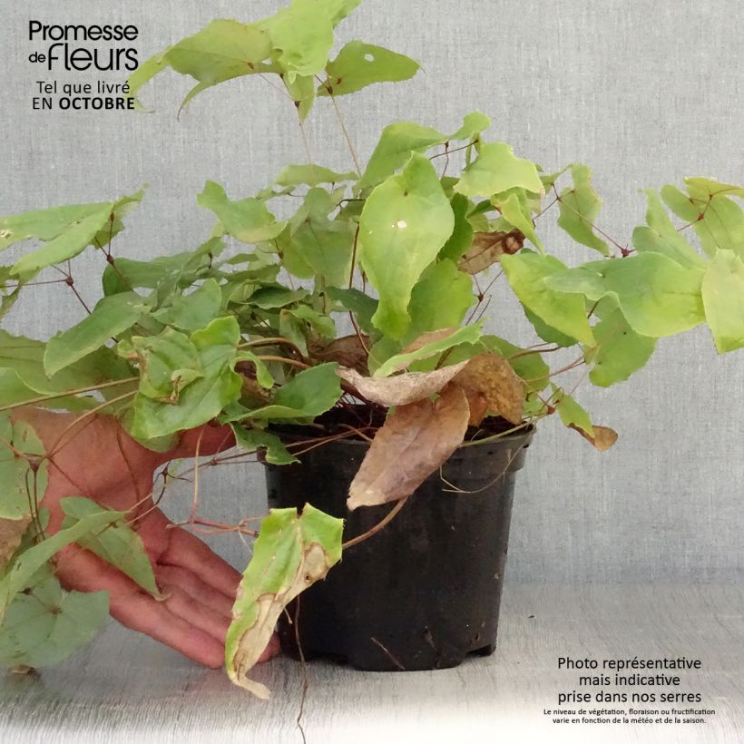 Exemplar von Epimedium Elenwe - Elfenblume Topf mit 1,5L/2L wie im Herbst geliefert