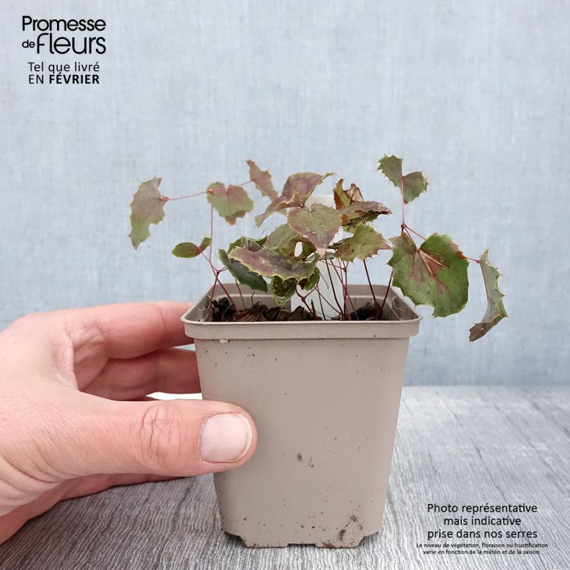 Exemplar von Epimedium elongatum - Elfenblume Kleine Töpfe von 8/9 cm wie im Winter geliefert