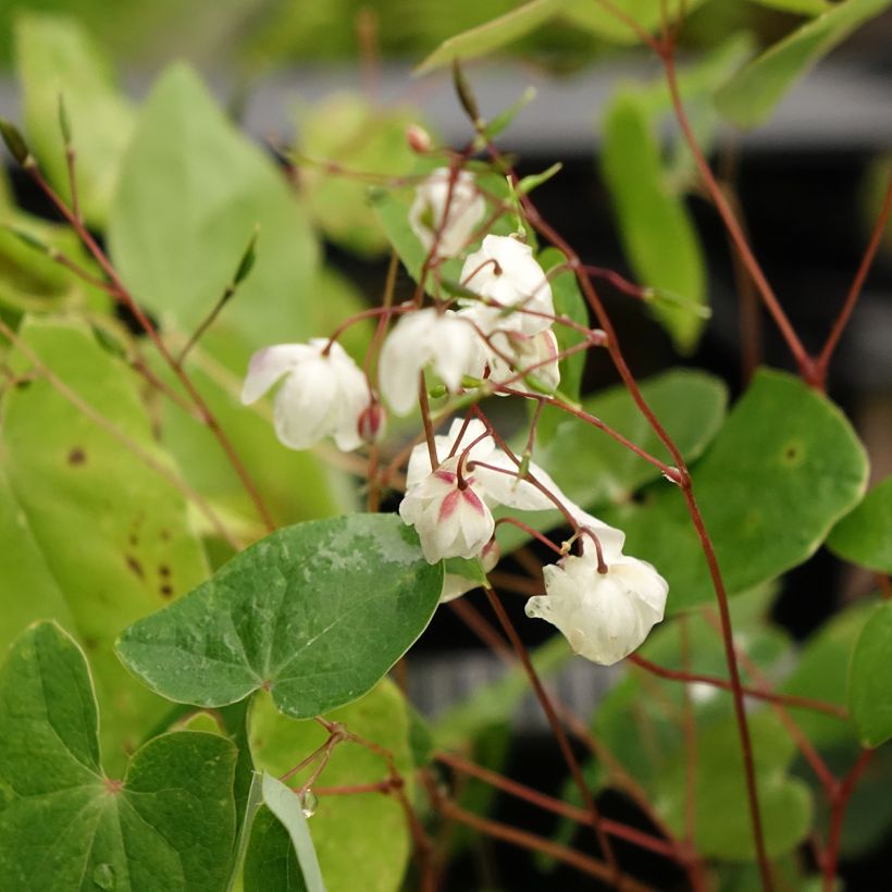 Epimedium elongatum - Elfenblume (Blüte)