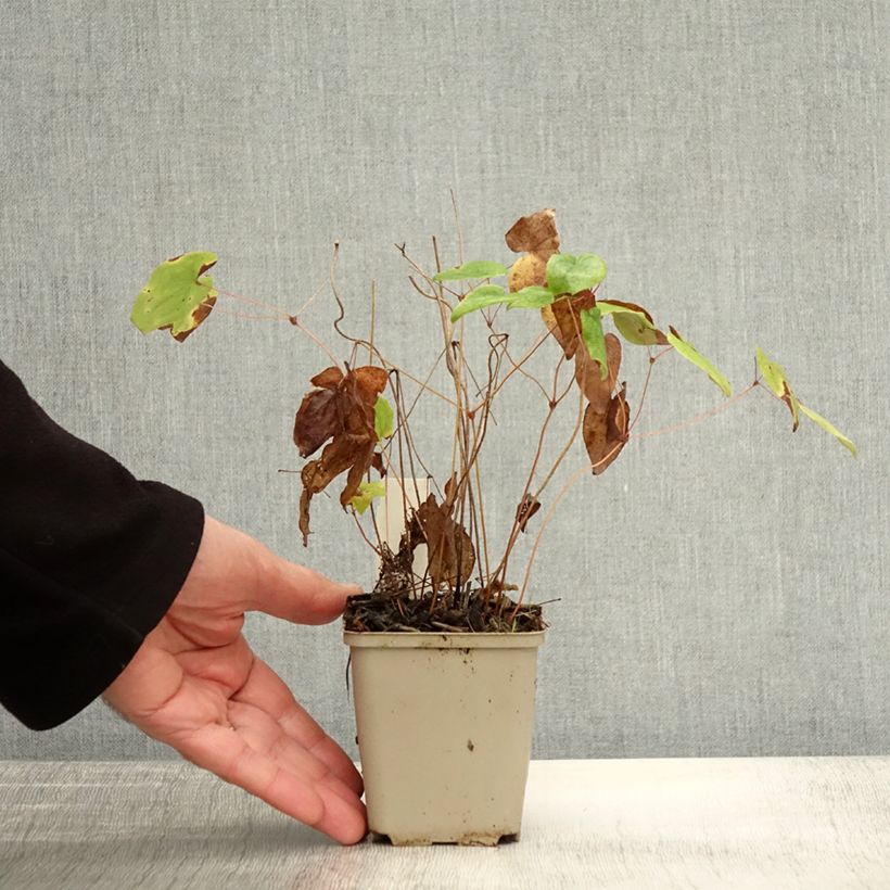 Exemplar von Epimedium grandiflorum Beni-kujaku - Großblumige Elfenblume Kleine Töpfe von 8/9 cm wie im Herbst geliefert