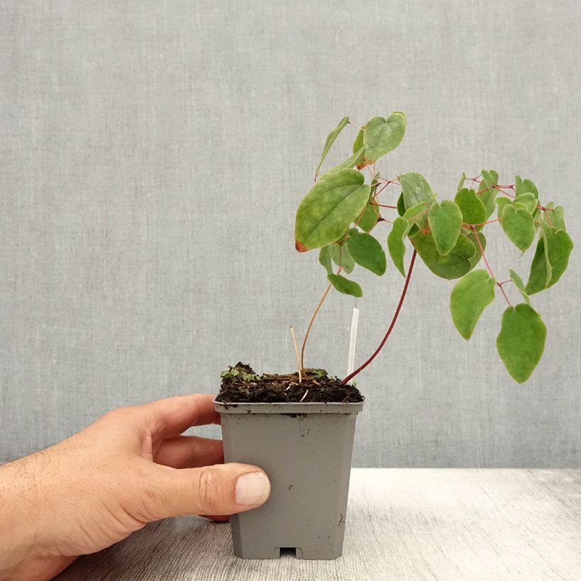 Exemplar von Epimedium grandiflorum - Großblumige Elfenblume Kleine Töpfe von 8/9 cm wie im Herbst geliefert