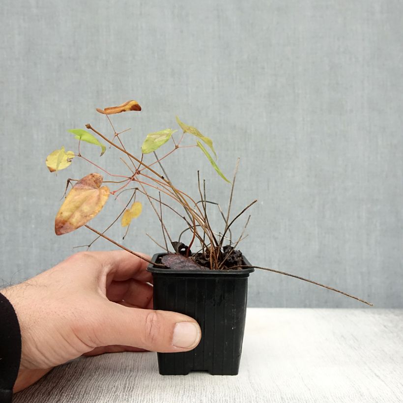 Exemplar von Epimedium grandiflorum Lilafee - Großblumige Elfenblume Kleine Töpfe von 8/9 cm wie im Herbst geliefert