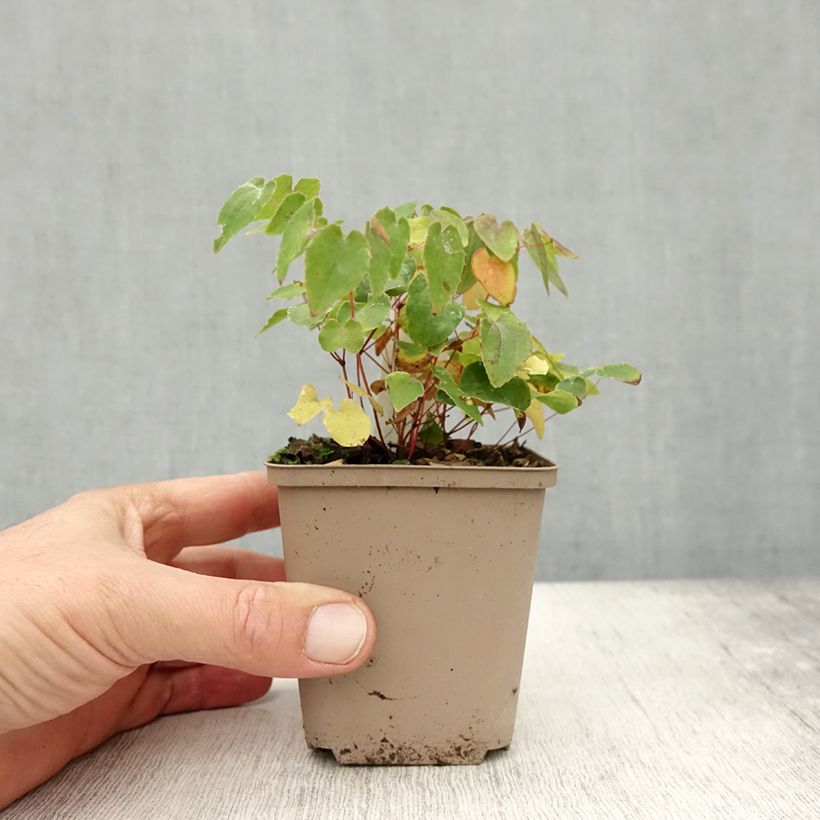 Exemplar von Epimedium grandiflorum Shiho - Großblumige Elfenblume Kleine Töpfe von 8/9 cm wie im Herbst geliefert