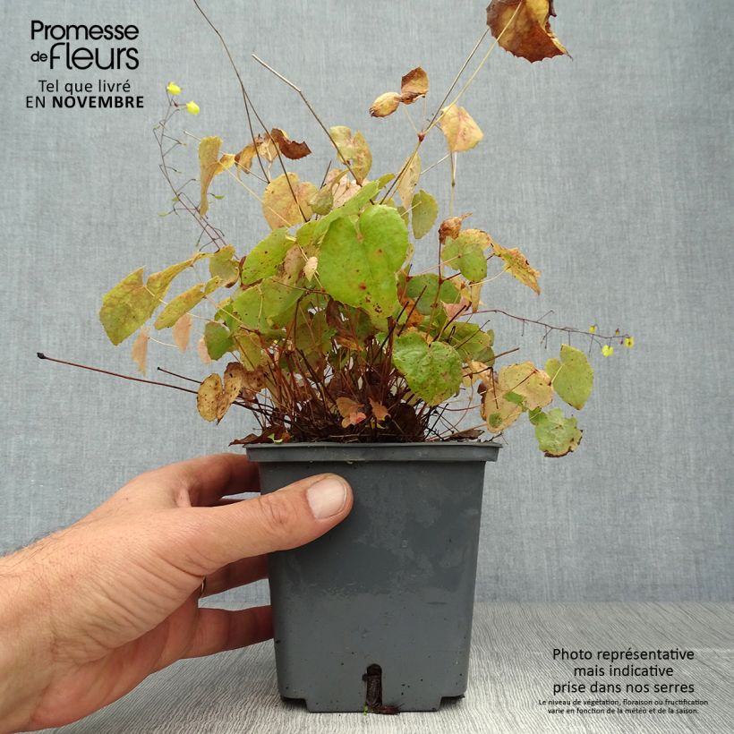 Exemplar von Epimedium platypetalum Sunny and Share - Elfenblume Topf mit 1L/1,5L wie im Herbst geliefert