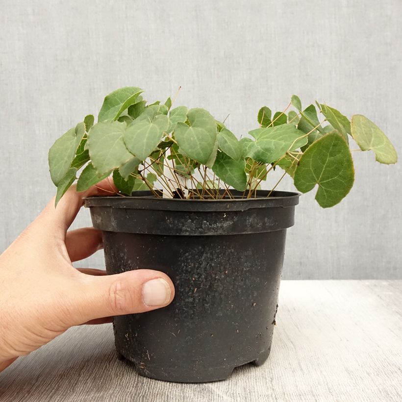 Exemplar von Epimedium perralchicum Fröhnleiten - Elfenblume Topf mit 2L/3L wie im Herbst geliefert