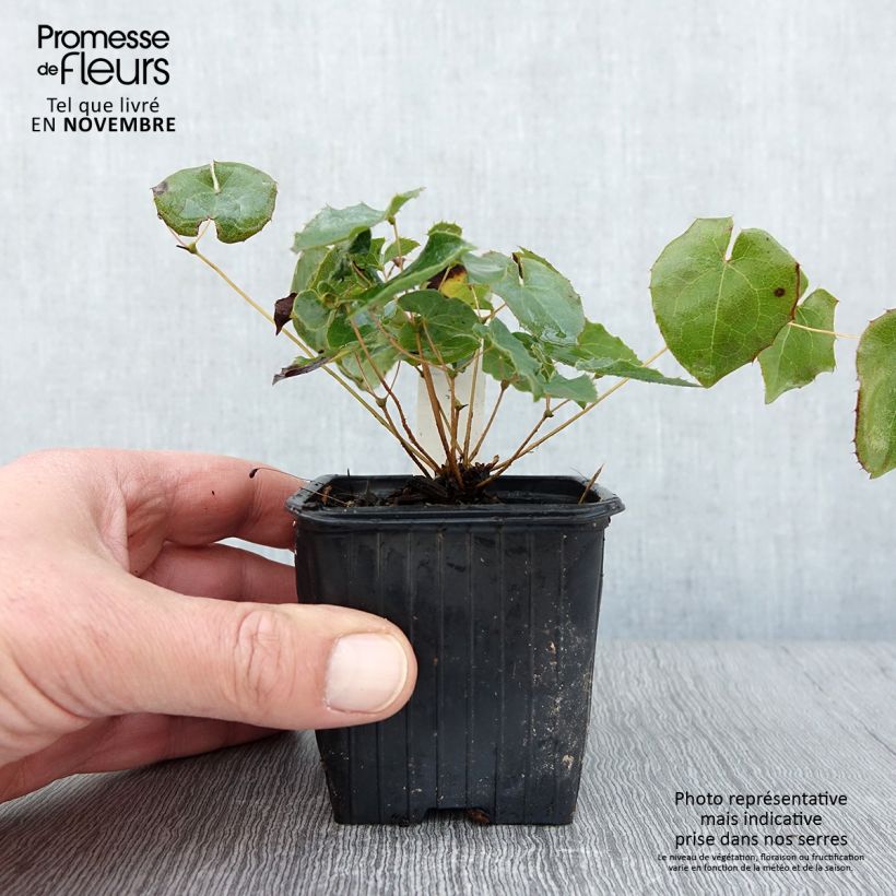 Exemplar von Epimedium perralderianum - Elfenblume Kleine Töpfe von 8/9 cm wie im Herbst geliefert