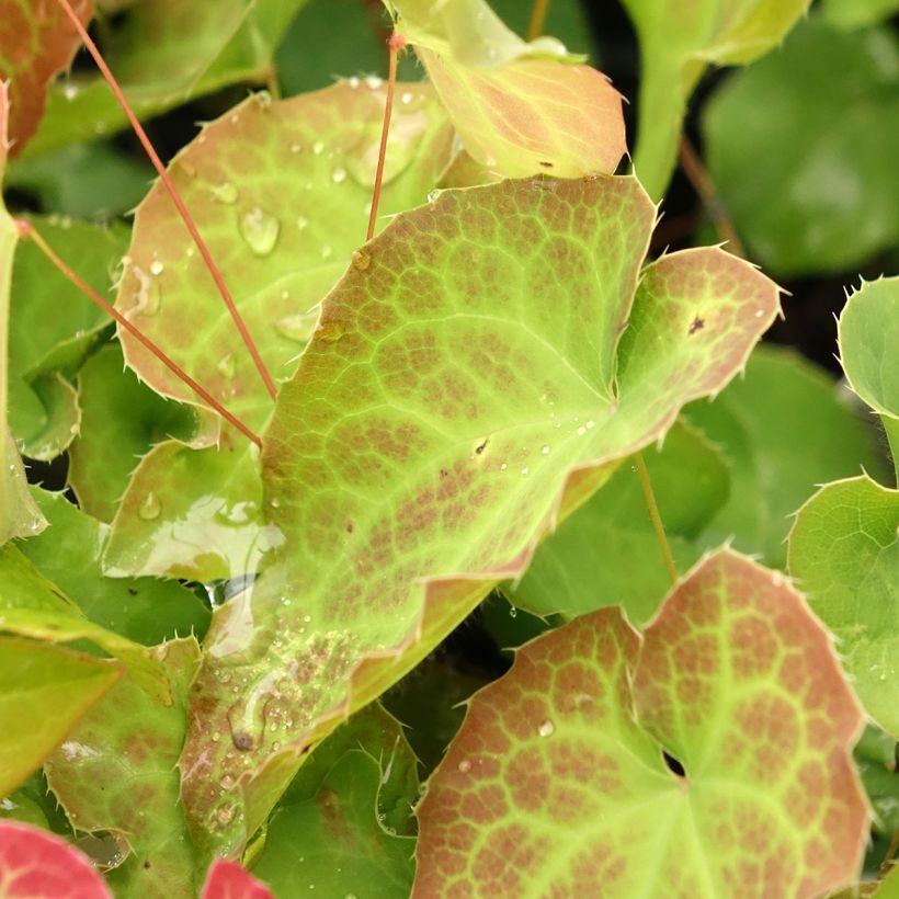 Epimedium perralderianum - Elfenblume (Laub)