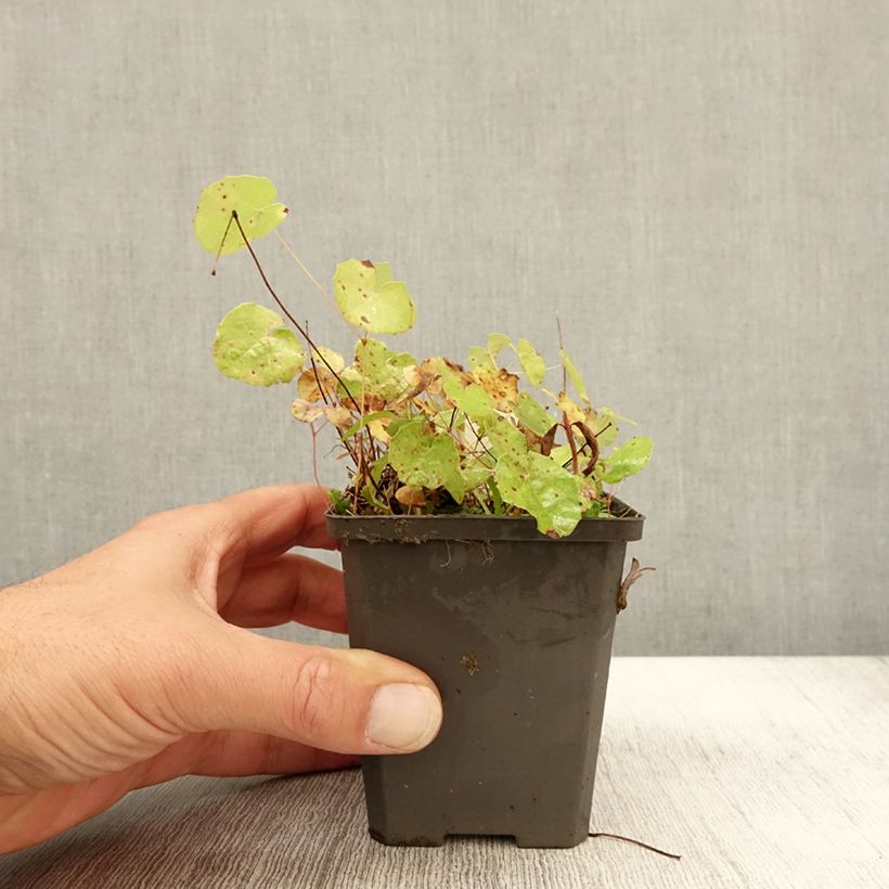 Exemplar von Epimedium platypetalum - Elfenblume Kleine Töpfe von 8/9 cm wie im Herbst geliefert