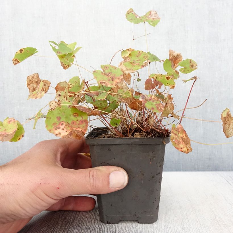 Exemplar von Epimedium platypetalum - Elfenblume Kleine Töpfe von 8/9 cm wie im Frühjahr geliefert