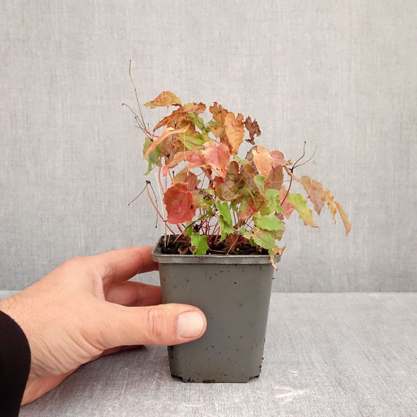 Exemplar von Epimedium rhizomatosum - Elfenblume Kleine Töpfe von 8/9 cm wie im Herbst geliefert