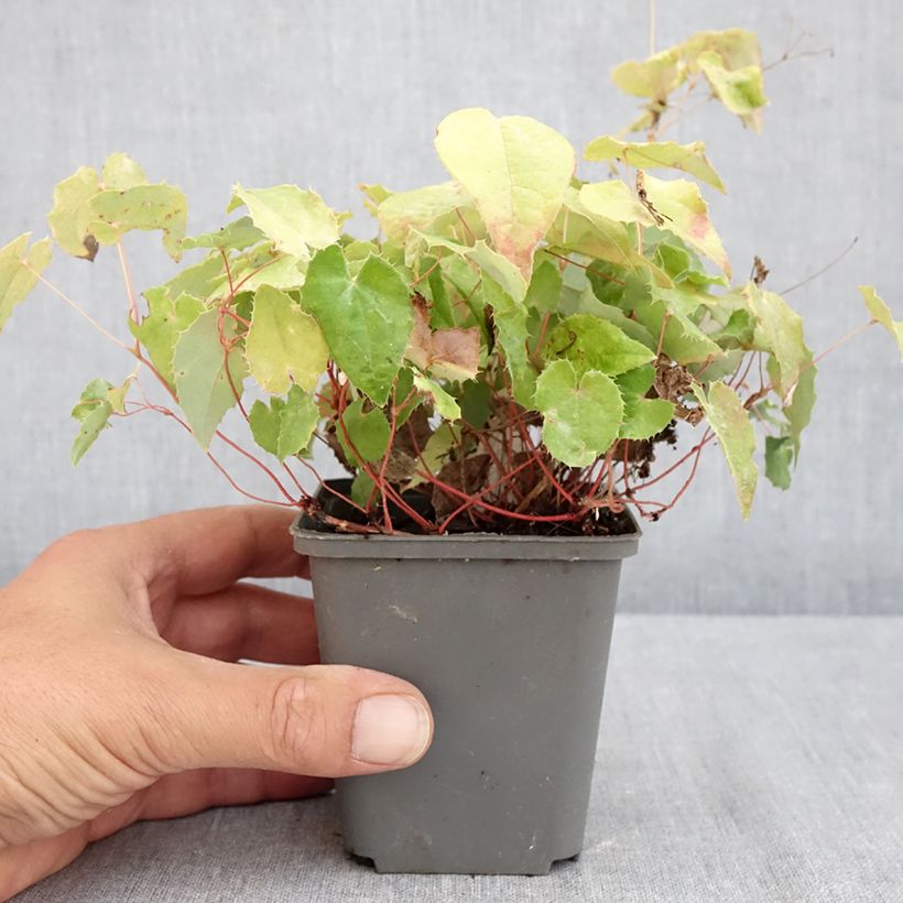Exemplar von Epimedium rhizomatosum - Elfenblume Kleine Töpfe von 8/9 cm wie im Sommer geliefert