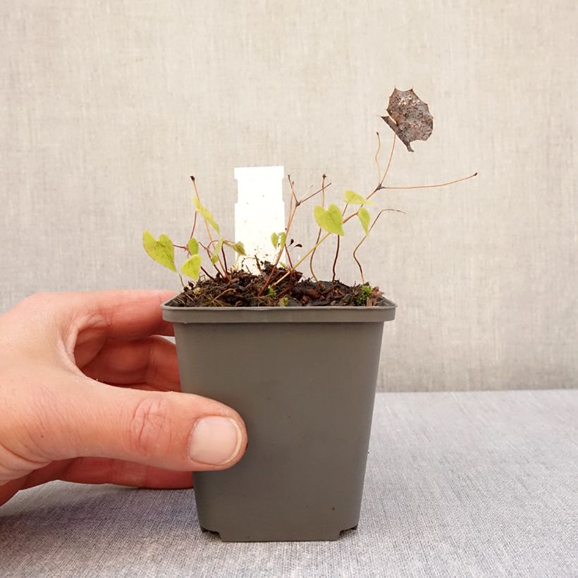 Exemplar von Epimedium rhizomatosum - Elfenblume Kleine Töpfe von 8/9 cm wie im Frühjahr geliefert