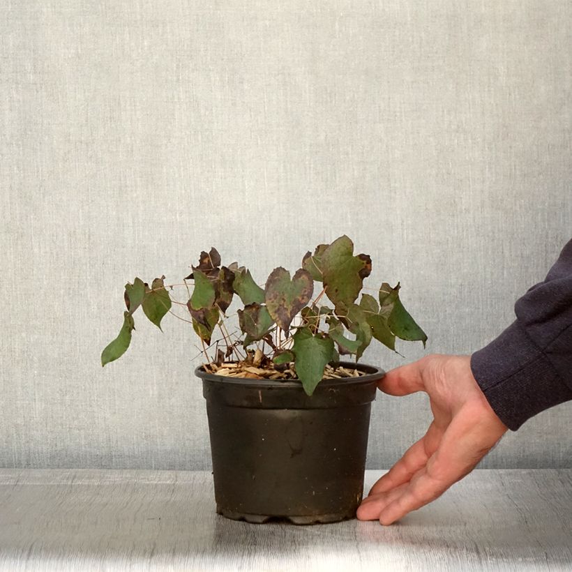 Exemplar von Epimedium rubrum - Rote Elfenblume Topf mit 2L/3L wie im Herbst geliefert