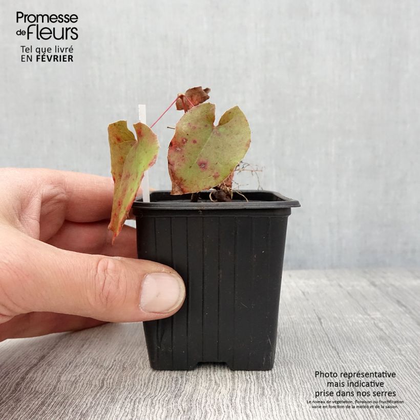 Exemplar von Epimedium warleyense - Warley-Elfenblume Kleine Töpfe von 8/9 cm wie im Winter geliefert