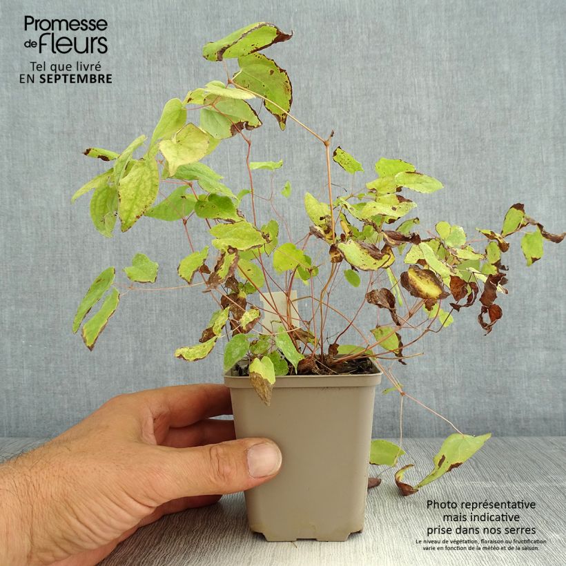 Exemplar von Epimedium youngianum Merlin - Elfenblume Kleine Töpfe von 8/9 cm wie im Sommer geliefert