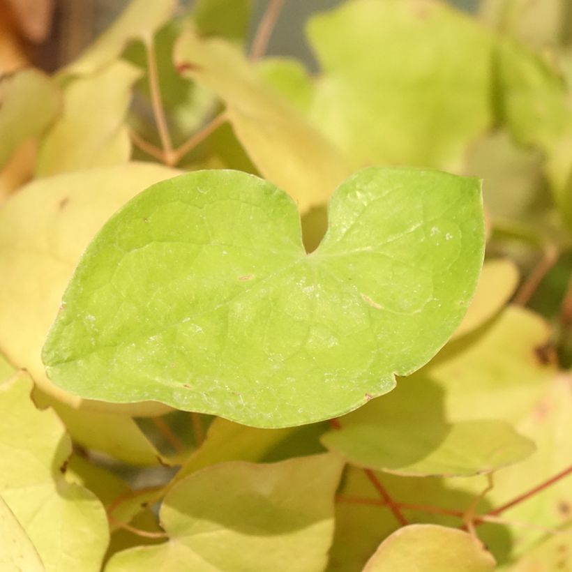 Epimedium youngianum Yenomoto - Elfenblume (Laub)