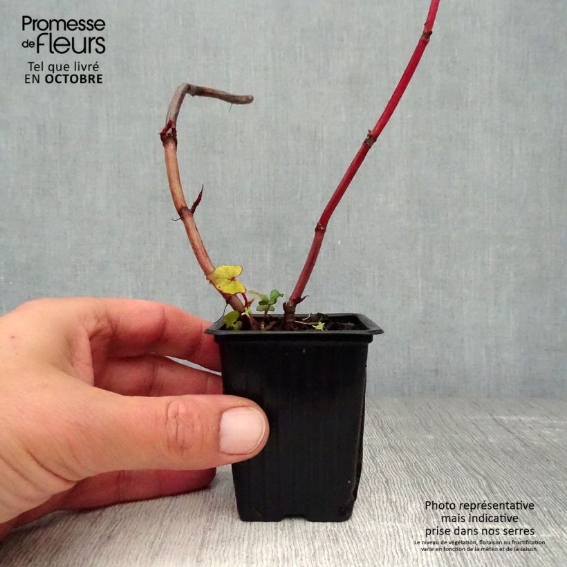 Exemplar von Stauden-Buchweisen - Fagopyrum dibotrys Kleine Töpfe von 8/9 cm wie im Herbst geliefert