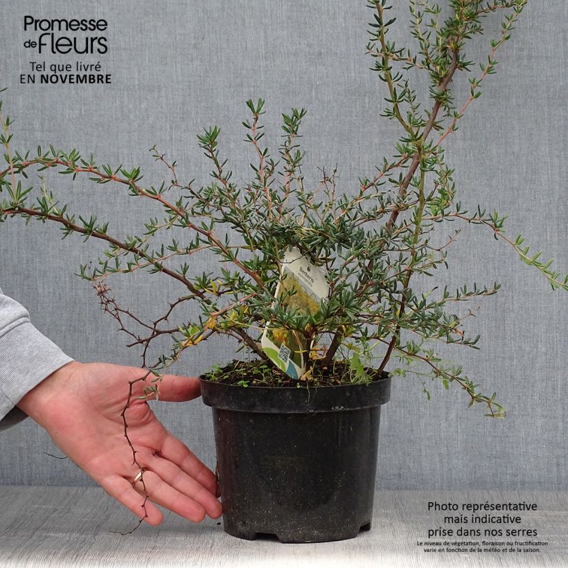 Exemplar von Berberis stenophylla - Schmalblättrige Berberitze Topf mit 2L/3L wie im Herbst geliefert