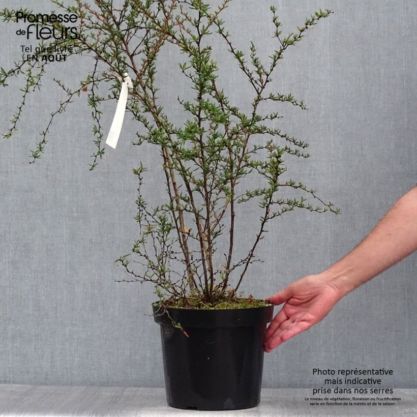 Exemplar von Berberis stenophylla - Schmalblättrige Berberitze Topf mit 7,5L/10L wie im Sommer geliefert