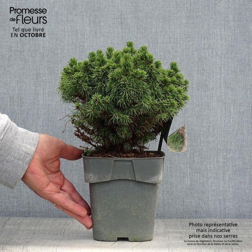 Exemplar von Picea glauca Alberta Globe Topf mit 2L/3L wie im Herbst geliefert