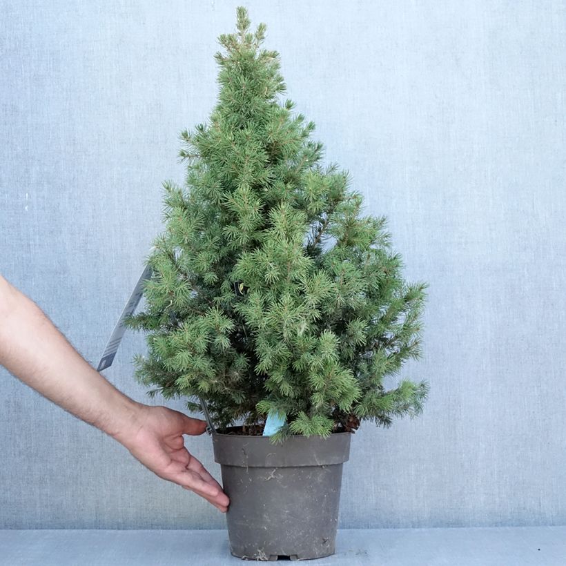 Exemplar von Picea glauca Biesenthaler Frühling Topf mit 4L/5L wie im Sommer geliefert