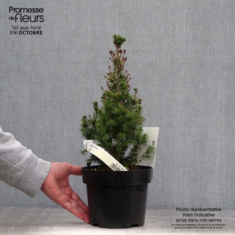 Exemplar von Picea glauca Daisy's White Topf mit 2L/3L wie im Herbst geliefert