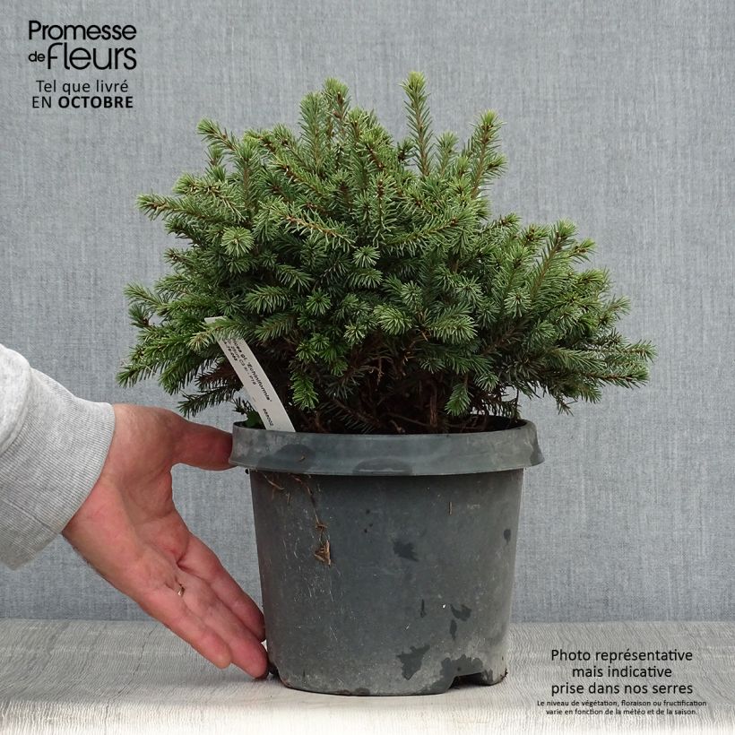 Exemplar von Picea glauca Echiniformis Topf mit 2L/3L wie im Herbst geliefert