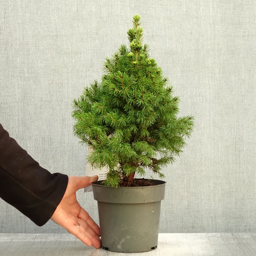 Exemplar von Picea glauca Sun on the Sky Topf mit 2L/3L wie im Herbst geliefert