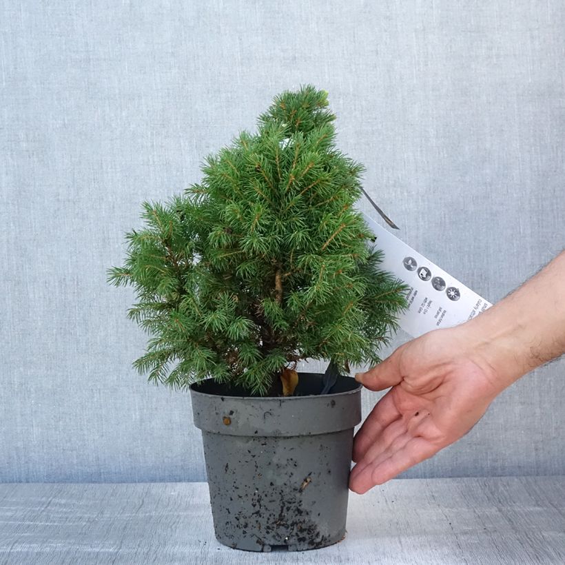 Exemplar von Picea glauca Sun on the Sky Topf mit 2L/3L wie im Sommer geliefert