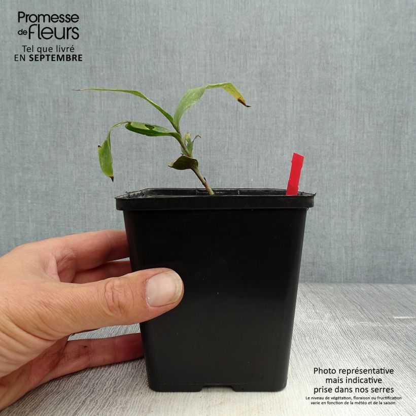 Exemplar von Epipactis gigantea Night Serpentine - Sumpfwurz Topf mit 1L/1,5L wie im Herbst geliefert