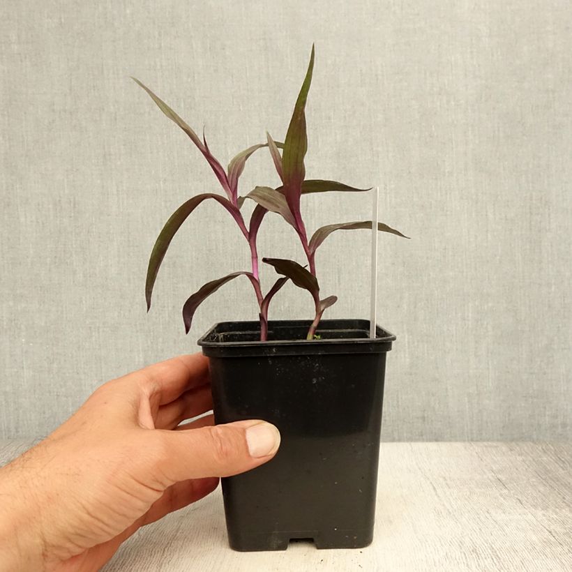 Exemplar von Epipactis gigantea Night Serpentine - Sumpfwurz Topf mit 1L/1,5L wie im Sommer geliefert