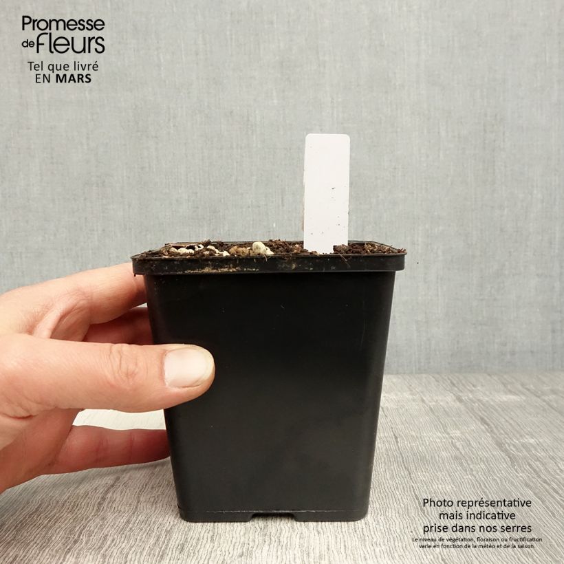 Exemplar von Epipactis gigantea Night Serpentine - Sumpfwurz Topf mit 1L/1,5L wie im Frühjahr geliefert