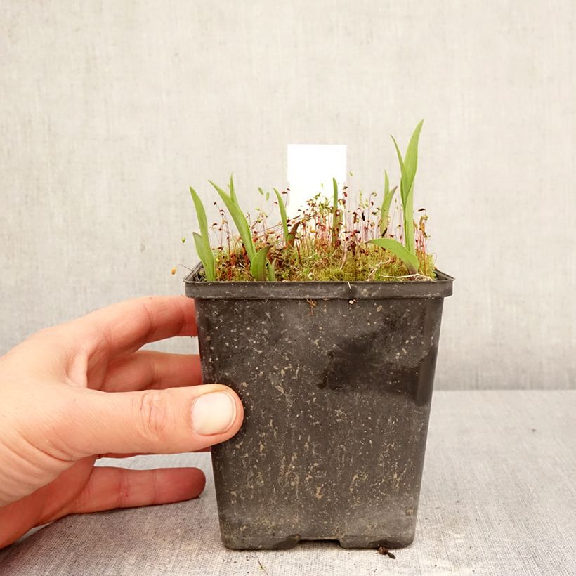 Exemplar von Epipactis thunbergii (x) gigantea - Sumpfwurz Topf mit 1L/1,5L wie im Frühjahr geliefert