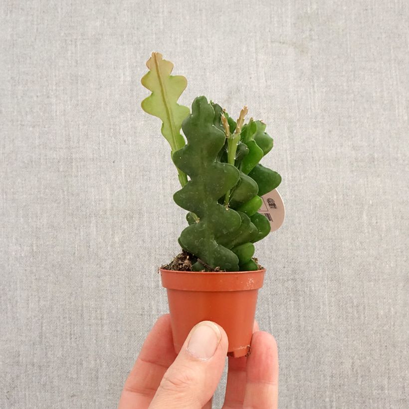 Exemplar von Sägeblattkaktus - Epiphyllum anguliger Mini-Pflanze wie im Frühjahr geliefert