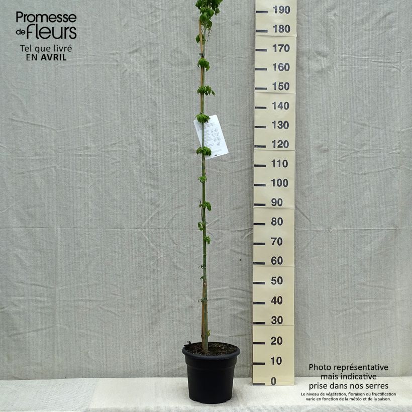 Exemplar von Acer negundo - Eschen-Ahorn Topf mit 7,5L/10L wie im Frühjahr geliefert