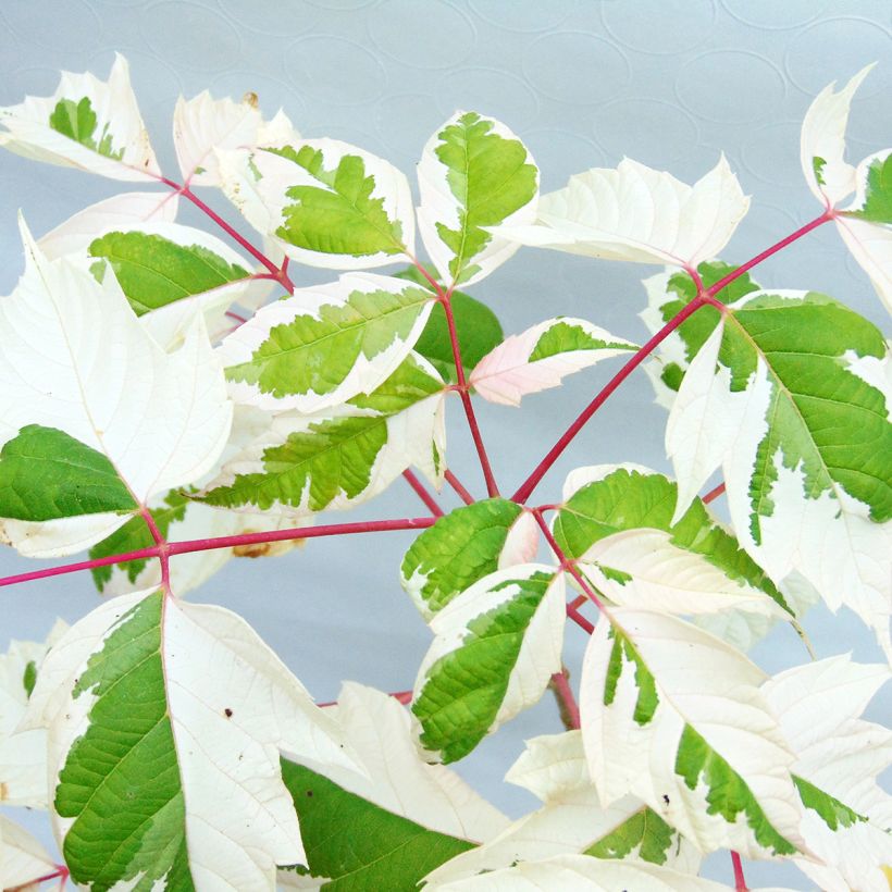 Eschen-Ahorn Flamingo - Acer negundo (Laub)