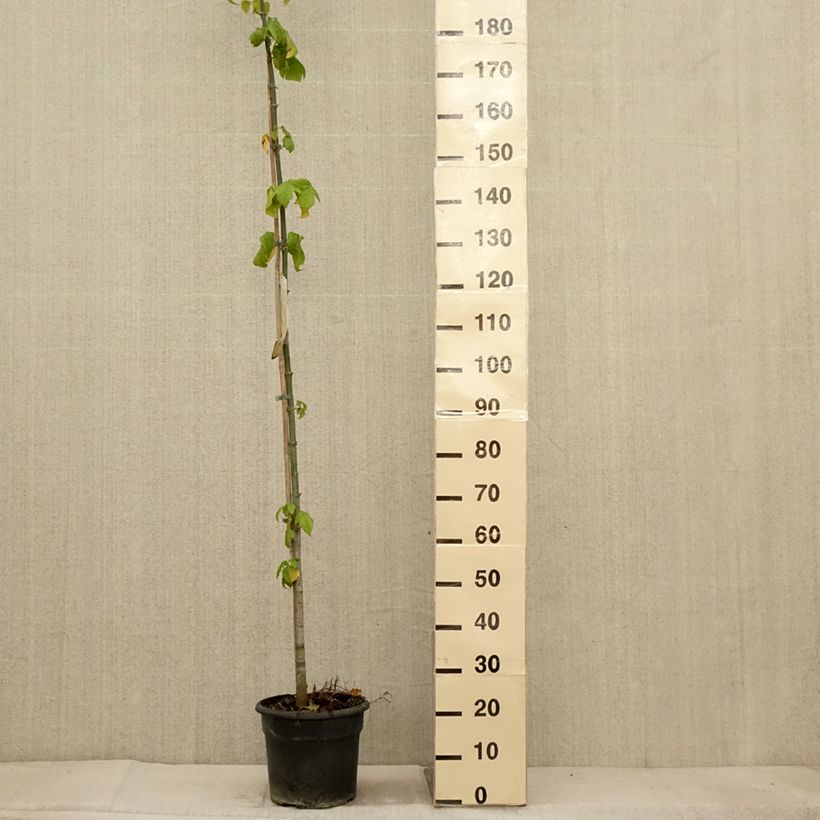 Exemplar von Acer negundo - Eschen-Ahorn Topf mit 7,5L/10L wie im Herbst geliefert