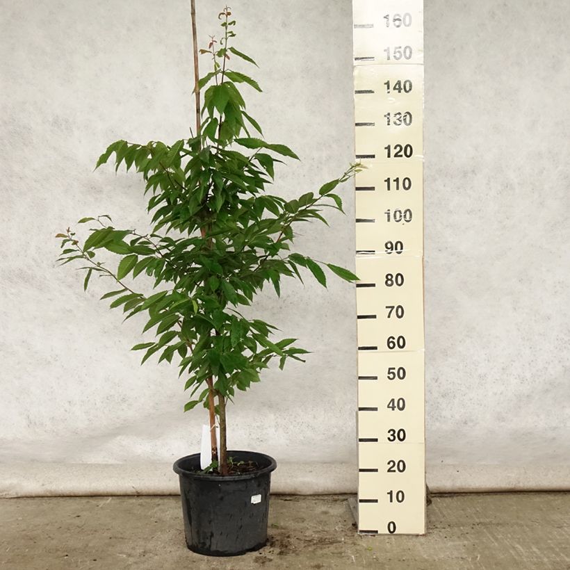 Exemplar von Hainbuchen-Ahorn - Acer carpinifolium Topf mit 7,5L/10L, Stämmchen wie im Sommer geliefert