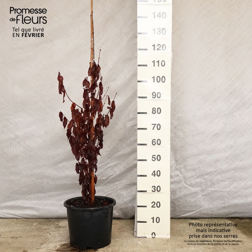 Exemplar von Hainbuchen-Ahorn - Acer carpinifolium Topf mit 7,5L/10L wie im Winter geliefert