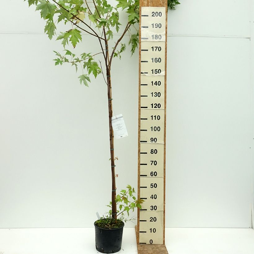Exemplar von Silber-Ahorn - Acer saccharinum Topf mit 7,5L/10L wie im Sommer geliefert