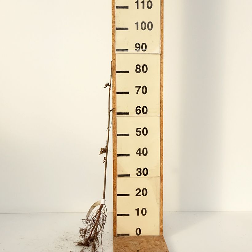 Exemplar von Silber-Ahorn - Acer saccharinum Wurzelnackt wie im Winter geliefert